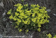 Dateiname=Flora-Mauerpfeffer-20090620-11.jpg
Dateigröße=281KB
Abmessungen: 720x481
hinzugefügt am: 01. April 2014 Flora-Mauerpfeffer-20090620-11.jpg