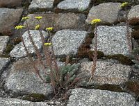 Dateiname=Flora-Mauerpfeffer-20090620-40.jpg
Dateigröße=291KB
Abmessungen: 720x551
hinzugefügt am: 02. April 2014 Flora-Mauerpfeffer-20090620-40.jpg
