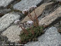Dateiname=Flora-Mauerpfeffer-20090620-41.jpg
Dateigröße=263KB
Abmessungen: 720x544
hinzugefügt am: 02. April 2014 Flora-Mauerpfeffer-20090620-41.jpg