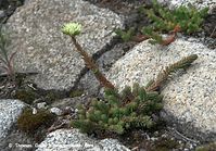 Dateiname=Flora-Mauerpfeffer-20090620-43.jpg
Dateigröße=264KB
Abmessungen: 720x503
hinzugefügt am: 02. April 2014 Flora-Mauerpfeffer-20090620-43.jpg