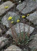 Dateiname=Flora-Mauerpfeffer-20090620-44.jpg
Dateigröße=265KB
Abmessungen: 529x720
hinzugefügt am: 02. April 2014 Flora-Mauerpfeffer-20090620-44.jpg