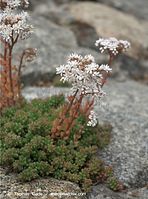 Dateiname=Flora-Mauerpfeffer-20090620-48.jpg
Dateigröße=190KB
Abmessungen: 536x720
hinzugefügt am: 02. April 2014 Flora-Mauerpfeffer-20090620-48.jpg