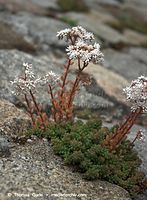 Dateiname=Flora-Mauerpfeffer-20090620-50.jpg
Dateigröße=210KB
Abmessungen: 530x720
hinzugefügt am: 02. April 2014 Flora-Mauerpfeffer-20090620-50.jpg