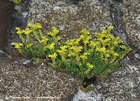 Dateiname=Flora-Mauerpfeffer-20090629-18.jpg
Dateigröße=329KB
Abmessungen: 720x522
hinzugefügt am: 01. April 2014 Flora-Mauerpfeffer-20090629-18.jpg