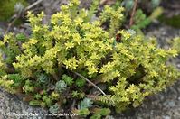 Dateiname=Flora-Mauerpfeffer-20120701-10.jpg
Dateigröße=215KB
Abmessungen: 720x478
hinzugefügt am: 01. April 2014 Flora-Mauerpfeffer-20120701-10.jpg