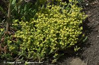 Dateiname=Flora-Mauerpfeffer-20120701-12.jpg
Dateigröße=293KB
Abmessungen: 720x478
hinzugefügt am: 01. April 2014 Flora-Mauerpfeffer-20120701-12.jpg
