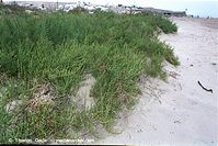 Dateiname=Flora-Salicornia-200111-122.jpg
Dateigröße=271KB
Abmessungen: 720x481
hinzugefügt am: 02. April 2014 Flora-Salicornia-200111-122.jpg