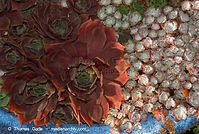 Flora-Sedum-spathulifolium-20080626-57.jpg