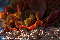 Flora-Sedum-spathulifolium-20080626-58.jpg