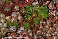 Flora-Sedum-spathulifolium-20080627-29.jpg