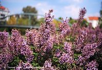 Flora-Strauch-Flieder-199905-0011.jpg