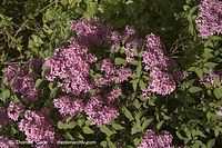 Flora-Strauch-Flieder-20060514-15.jpg