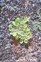 Dateiname=Flora-_Aizoon-canariense-200111-137.jpg
Dateigröße=176KB
Abmessungen: 466x700
hinzugefügt am: 02. April 2014 Flora-_Aizoon-canariense-200111-137.jpg