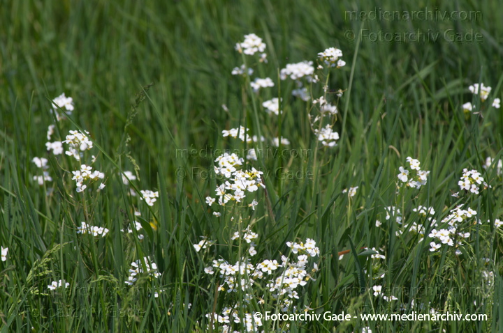 26. 4. 2014.  Brandenburg. Linum. Flora. Pflanzen
Schlüsselwörter: 2014;Brandenburg;Flora;Linum;Pflanzen
