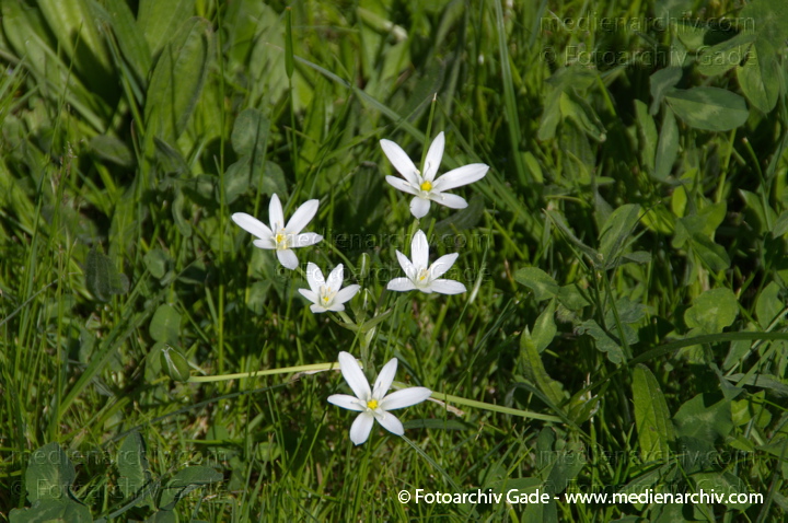Flora. Pflanzen
3. 5. 2014.  Brandenburg. Ruppiner Land. Zehdenick. Flora. Pflanzen
Schlüsselwörter: 2014;Brandenburg;Flora;Pflanzen;Ruppiner Land;Zehdenick