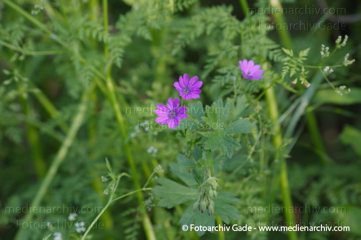 2014. Berlin. Flora. Pflanzen
Schlüsselwörter: 2014;Berlin;Blüte;Flora;Germany;Pflanzen