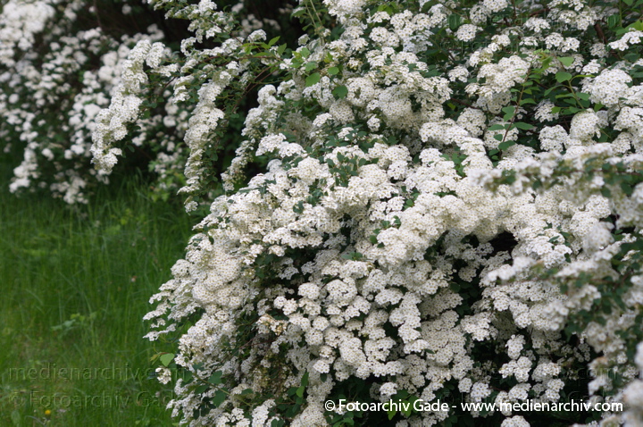2014. Berlin. Flora. Pflanzen
Schlüsselwörter: 2014;Berlin;Blüte;Flora;Germany;Pflanzen
