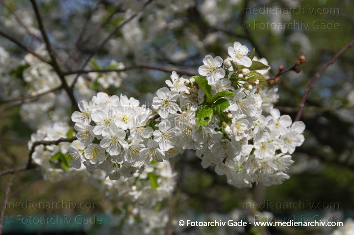 Blühender Baum. Weiße Blüten
13. 4. 2014. Berlin. Wedding. Kleingartenkolonie Plötzensee. Flora. Pflanzen. Blühender Baum. Weiße Blüten
Schlüsselwörter: 2014;Baum;Berlin;Blüte;Flora;Frühling;Germany;Pflanzen;Plötzensee