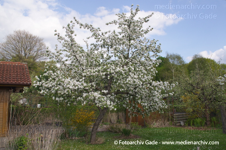 Blühender Baum. Weiße Blüten
13. 4. 2014. Berlin. Wedding. Kleingartenkolonie Plötzensee. Flora. Pflanzen. Blühender Baum. Weiße Blüten
Schlüsselwörter: 2014;Baum;Berlin;Blüte;Flora;Frühling;Germany;Pflanzen;Plötzensee