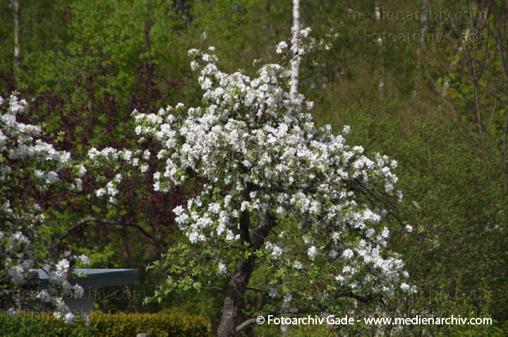 Blühender Baum. Weiße Blüten
13. 4. 2014. Berlin. Wedding. Kleingartenkolonie Plötzensee. Flora. Pflanzen. Blühender Baum. Weiße Blüten
Schlüsselwörter: 2014;Baum;Berlin;Blüte;Flora;Frühling;Germany;Pflanzen;Plötzensee