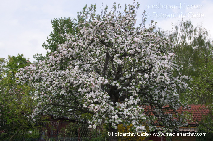Blühender Baum. Weiße Blüten
13. 4. 2014. Berlin. Wedding. Kleingartenkolonie Plötzensee. Flora. Pflanzen. Blühender Baum. Weiße Blüten
Schlüsselwörter: 2014;Baum;Berlin;Blüte;Flora;Frühling;Germany;Pflanzen;Plötzensee