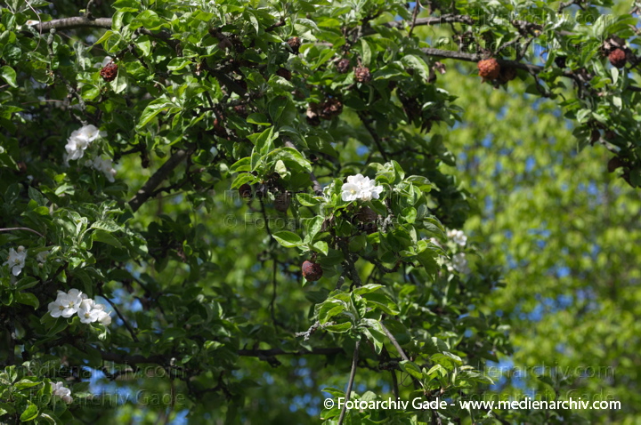 Blühender Obstbaum
18. 4. 2014. Berlin. Flora. Pflanzen. Baum Bäume. Blühender Obstbaum
Schlüsselwörter: 2014;Berlin;Blüte;Flora;Germany;Obstbaum;Pflanzen