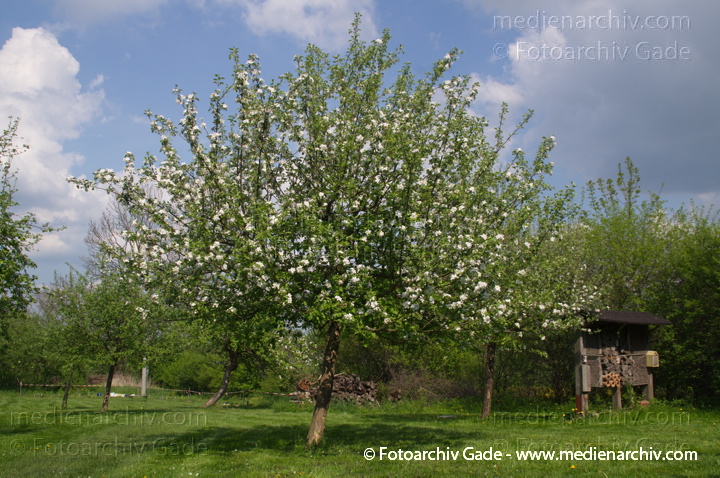 Blühender Obstbaum
26. 4. 2014.  Brandenburg. Linum. Flora. Pflanzen. Baum. Bäume. Blühender Obstbaum
Schlüsselwörter: 2014;Baum;Blüte;Brandenburg;Bäume;Flora;Linum;Obstbaum;Pflanzen