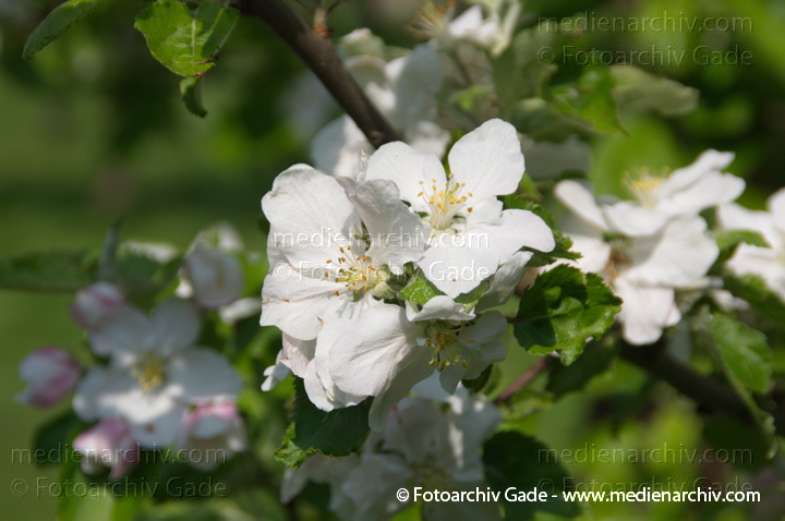 Blühender Obstbaum
26. 4. 2014.  Brandenburg. Linum. Flora. Pflanzen. Baum. Bäume. Blühender Obstbaum
Schlüsselwörter: 2014;Baum;Blüte;Brandenburg;Bäume;Flora;Linum;Obstbaum;Pflanzen