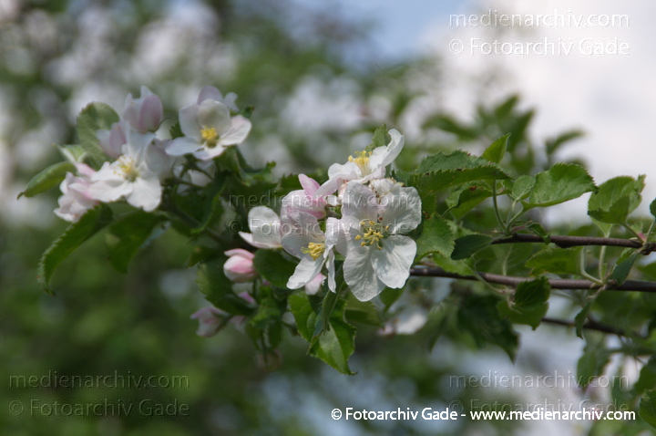 Blühender Obstbaum
26. 4. 2014.  Brandenburg. Linum. Flora. Pflanzen. Baum. Bäume. Blühender Obstbaum
Schlüsselwörter: 2014;Baum;Blüte;Brandenburg;Bäume;Flora;Linum;Obstbaum;Pflanzen