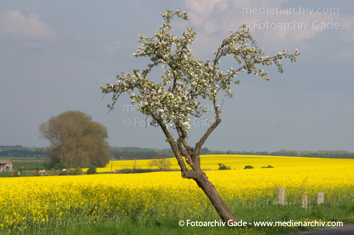 Blühender Obstbaum an einem blühenden Rapsfeld
26. 4. 2014.  Brandenburg. Linum. Flora. Pflanzen. Blühender Obstbaum an einem blühenden Rapsfeld. Gelbe Blüten
Schlüsselwörter: 2014;Baum;Blüte;Bäume;Flora;gelb;Linum;Obstbaum;Pflanzen;Rapsfeld;Rhinluch