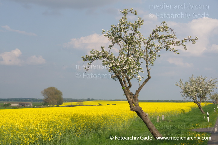 Blühender Obstbaum an einem blühenden Rapsfeld
26. 4. 2014.  Brandenburg. Linum. Flora. Pflanzen. Blühender Obstbaum an einem blühenden Rapsfeld. Gelbe Blüten
Schlüsselwörter: 2014;Baum;Blüte;Bäume;Flora;gelb;Linum;Obstbaum;Pflanzen;Rapsfeld;Rhinluch