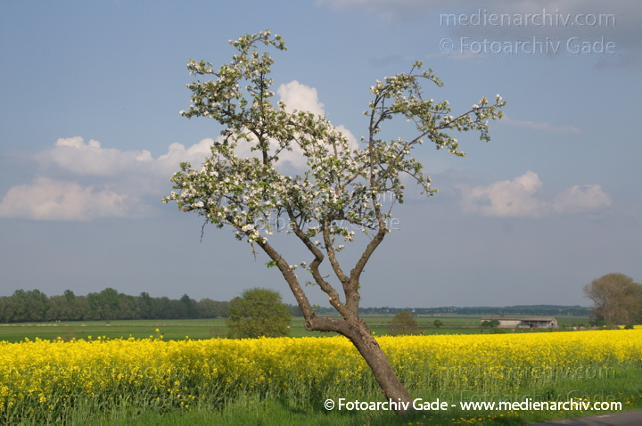 Blühender Obstbaum an einem blühenden Rapsfeld
26. 4. 2014.  Brandenburg. Linum. Flora. Pflanzen. Blühender Obstbaum an einem blühenden Rapsfeld. Gelbe Blüten
Schlüsselwörter: 2014;Baum;Blüte;Bäume;Flora;gelb;Linum;Obstbaum;Pflanzen;Rapsfeld;Rhinluch