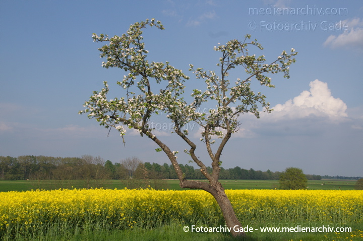 Blühender Obstbaum an einem blühenden Rapsfeld
26. 4. 2014.  Brandenburg. Linum. Flora. Pflanzen. Blühender Obstbaum an einem blühenden Rapsfeld. Gelbe Blüten
Schlüsselwörter: 2014;Baum;Blüte;Bäume;Flora;gelb;Linum;Obstbaum;Pflanzen;Rapsfeld;Rhinluch