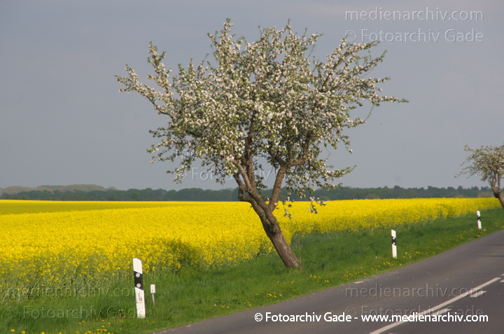 Blühender Obstbaum an einem blühenden Rapsfeld
26. 4. 2014.  Brandenburg. Linum. Flora. Pflanzen. Blühender Obstbaum an einem blühenden Rapsfeld. Gelbe Blüten
Schlüsselwörter: 2014;Baum;Blüte;Bäume;Flora;gelb;Linum;Obstbaum;Pflanzen;Rapsfeld;Rhinluch