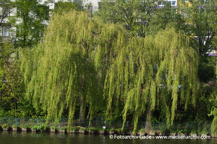 Berlin. Flora. Pflanzen
16. 4. 2014. Berlin. Flora. Pflanzen. Baum
Schlüsselwörter: 2014;Baum;Berlin;Flora;Pflanzen