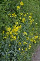 Flora-20140416-126.jpg