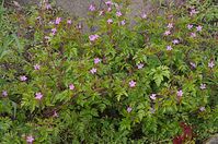 Dateiname=Flora-20140416-129.jpg
Dateigröße=311KB
Abmessungen: 720x478
hinzugefügt am: 11. September 2014 Flora-20140416-129.jpg