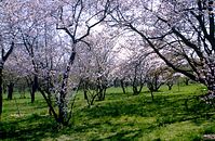 Dateiname=Flora-Baum-1994-08.jpg
Dateigröße=350KB
Abmessungen: 720x470
hinzugefügt am: 11. September 2014 Flora-Baum-1994-08.jpg