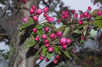 Dateiname=Flora-Baum-20140404-107.jpg
Dateigröße=171KB
Abmessungen: 720x478
hinzugefügt am: 11. September 2014 Flora-Baum-20140404-107.jpg