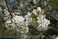 Dateiname=Flora-Baum-20140413-138.jpg
Dateigröße=173KB
Abmessungen: 720x478
hinzugefügt am: 11. September 2014 Flora-Baum-20140413-138.jpg