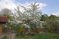 Dateiname=Flora-Baum-20140413-142.jpg
Dateigröße=257KB
Abmessungen: 720x478
hinzugefügt am: 11. September 2014 Flora-Baum-20140413-142.jpg