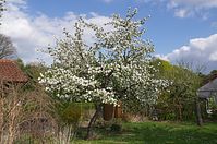 Dateiname=Flora-Baum-20140413-143.jpg
Dateigröße=267KB
Abmessungen: 720x478
hinzugefügt am: 11. September 2014 Flora-Baum-20140413-143.jpg