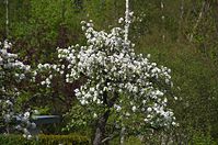 Flora-Baum-20140413-144.jpg