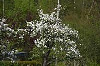 Dateiname=Flora-Baum-20140413-144.jpg
Dateigröße=285KB
Abmessungen: 720x478
hinzugefügt am: 11. September 2014 Flora-Baum-20140413-144.jpg