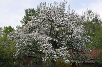 Dateiname=Flora-Baum-20140413-146.jpg
Dateigröße=289KB
Abmessungen: 720x478
hinzugefügt am: 11. September 2014 Flora-Baum-20140413-146.jpg