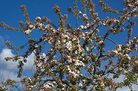 Dateiname=Flora-Baum-20140416-107.jpg
Dateigröße=318KB
Abmessungen: 720x478
hinzugefügt am: 11. September 2014 Flora-Baum-20140416-107.jpg