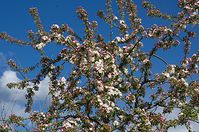 Flora-Baum-20140416-107.jpg