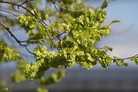 Dateiname=Flora-Baum-20140416-134.jpg
Dateigröße=161KB
Abmessungen: 720x478
hinzugefügt am: 11. September 2014 Flora-Baum-20140416-134.jpg