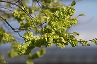 Flora-Baum-20140416-134.jpg