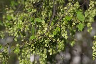 Dateiname=Flora-Baum-20140416-155.jpg
Dateigröße=201KB
Abmessungen: 720x478
hinzugefügt am: 11. September 2014 Flora-Baum-20140416-155.jpg